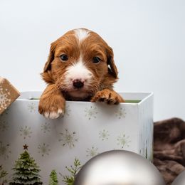 Honey Green Boy - Red  male Goldendoodle puppy in Lafayette, Alabama from Sweethaven Kennels