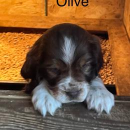 Olive - Liver white and tan female English Springer Spaniel puppy in Nine Mile Falls, Washington from Sue's Springers
