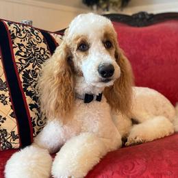 Poodles from The North Forty