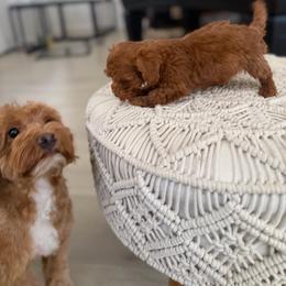 Angel - Red male Australian Labradoodle puppy in Auburn, California from Poodles and Labradoodles breeder