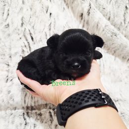 Black, white boy - Black and white male Chihuahua puppy in Richmond, Virginia from Breens