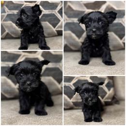 Midnight - Black and tan female Yorkshire Terrier puppy in Cleveland, Tennessee from Kings Perfect Paws Yorkies