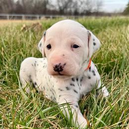 Thor - White and black male Dalmatian puppy in Mt. Vernon, Texas from Double B