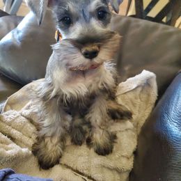 Miniature Schnauzers from Mini Schnauzers Best Friends