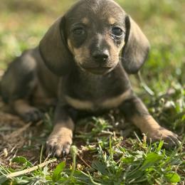 AKC SMALL Sable short hair female - Sable female Dachshund puppy in Anderson, California from Golden Paws Dachshunds