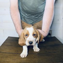 Cookie Monster - Mahogany and white male Basset Hound puppy in Tollesboro, Kentucky from Low and Slow Bassets
