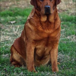 Anna - Labrador Retriever