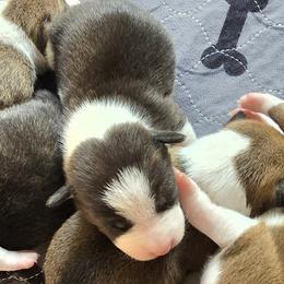 Bridle boy - Brindle and white male Basenji puppy in Eugene, Oregon from Basenji Puppies