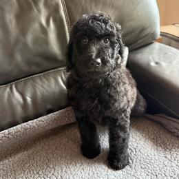 Ember - Black male Poodle puppy in Pueblo West, Colorado from Little Paws Poodles