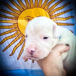 Boy 1 Gideon - White male Dogo Argentino puppy in San Diego, California from Debonair Dogos