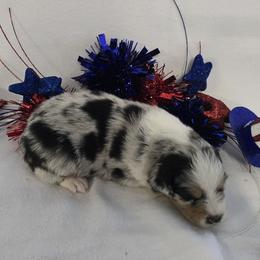 Boy 2 - Blue merle male Australian Shepherd puppy in Lakeland, Florida from Diamond P Australian Shepherds