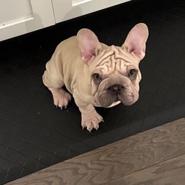Tex - Fawn and white male French Bulldog puppy in New Braunfels, Texas from Grand Star Bulldogs