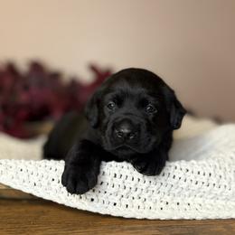 Aspen - Black female Labrador Retriever puppy in Rocky Top, Tennessee from Rocky Top Retrievers