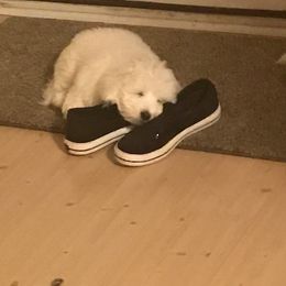 Coton de Tulear Puppies from Pima Coton