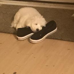 Coton de Tulear Puppies from Pima Coton