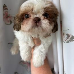 Boy 3 - Liver and white male Shih Tzu puppy in Springfield, Missouri from Lopez Family Tails