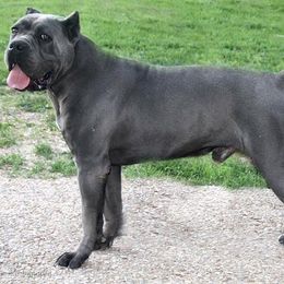 Cane Corso All Grown Up from Wolfcreek Cane Corsos