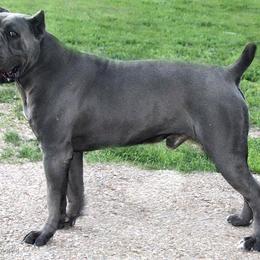Cane Corso All Grown Up from Wolfcreek Cane Corsos