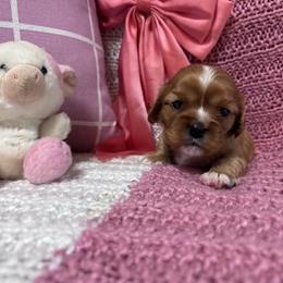 Maisie - Ruby female Cavalier King Charles Spaniel puppy in Watkinsville, Georgia from Cavaliers of Windsor