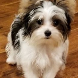 Maltese, Maltipoos, Poodles, and Yorkshire Terriers from Michael Chang's Breeding Program