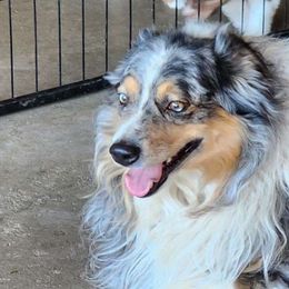 Westin - Miniature Australian Shepherd