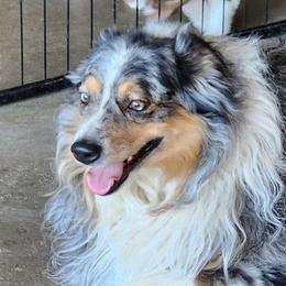 Westin - Miniature Australian Shepherd