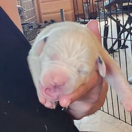 Kane - White and black male American Bulldog puppy in Abita Springs, Louisiana from Slumski's Bulldogs