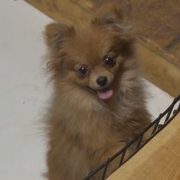 Bindi - Fawn female Companion Cross puppy in Milan, Indiana from Heartland Pomeranians and Chihuahuas