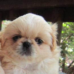 Poppy - Cream female Pekingese puppy in Birdseye, Indiana from Poochie's Pekes