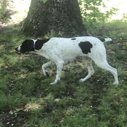 Delta - German Shorthaired Pointer