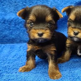 Yorkshire Terriers from Marler's Mini Yorkies
