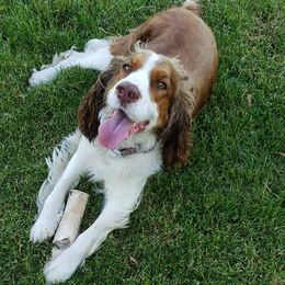 English Springer Spaniels from Rebels Ridgeview Acres