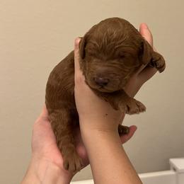 Bear - Red  male Goldendoodle puppy in Fulshear, Texas from Little Potatoes