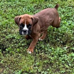 Pink collar - Fawn female Boxer puppy in Tennessee from Bellmont Boxers East TN