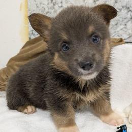 Boy 2 - Blue male Pembroke Welsh Corgi puppy in Lufkin, Texas from Wartooth Cowdogs