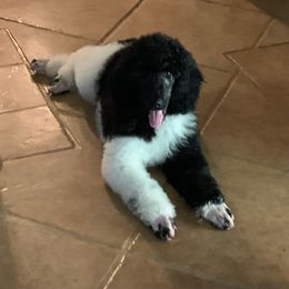Poodle Puppies from Annie's CA Standard Poodles