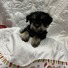 Rosco - Black and silver male Miniature Schnauzer puppy in Stevenson, Alabama from Joyce's Miniature Schnauzers