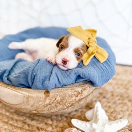 Bikini- Yellow collar girl - Blenheim female Cavapoo puppy in Melbourne, Florida from Space Coast Doodle Co.