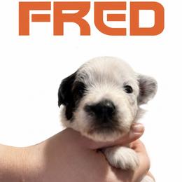 Fred - Sable male Chinese Crested puppy in Destin, Florida from Fairy Tale Cresteds