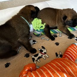 Belgian Malinois Puppies from Care 2 Protect