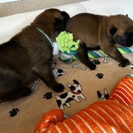 Belgian Malinois Puppies from Care 2 Protect