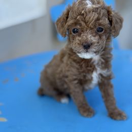 Cynthia - Apricot female Poodle puppy in Kissimmee, Florida from Unique Poodles