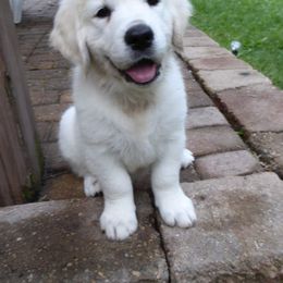 Golden Retriever Puppies from Chantilly Rose Hoffman's Puppies