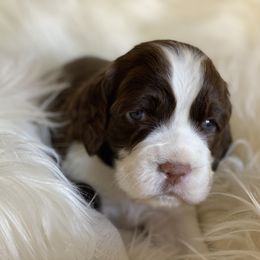 English Springer Spaniel Puppies from Cedarhaven Springers