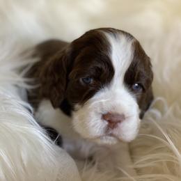 English Springer Spaniel Puppies from Cedarhaven Springers