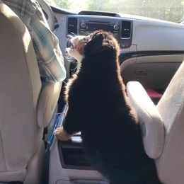 Bernese Mountain Dog Puppies from Locust Hill Berners