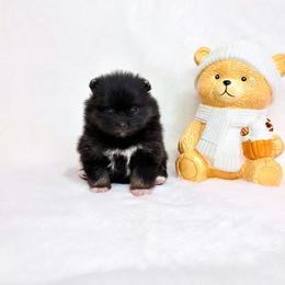 Black and tan girl - Black and tan parti female Pomeranian puppy in Princeton, New Jersey from PureLove Poms.