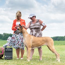 Kasia - Great Dane