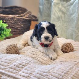 F1B Meet Wesley :) - Black and white male Cavapoo puppy in Centerville, Iowa from Barnyard Dachshunds, Dals & Doodles