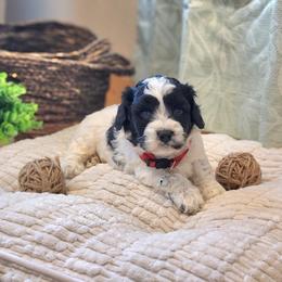 F1B Meet Wesley :) - Black and white male Cavapoo puppy in Centerville, Iowa from Barnyard Dachshunds, Dals & Doodles